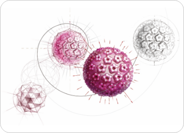 図：ヒトパピローマウイルス（HPV）